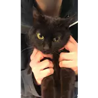 Foto dell\'animale gatto - Matr. 2021/0479 - Microchip 380260044541997