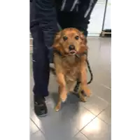 Foto dell\'animale cane - Matr. 2021/0481 - Microchip 380260044541629