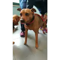 Foto dell\'animale cane - Matr. 2021/0480 - Microchip 380260044541836