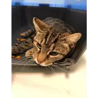 Foto dell\'animale gatto - Matr. 2021/0467 - Microchip 380260044541489