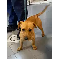 Foto dell\'animale cane - Matr. 2021/0231 - Microchip 380260044476568