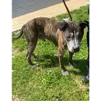 Foto dell\'animale cane - Matr. 2021/0482 - Microchip 380260040970739