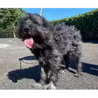 Foto dell\'animale cane - Matr. 2021/0486 - Microchip 380260160066050