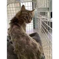 Foto dell\'animale gatto - Matr. 2021/0487 - Microchip 380260044541844