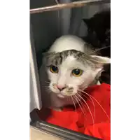 Foto dell\'animale gatto - Matr. 2021/0491 - Microchip 380260044012578