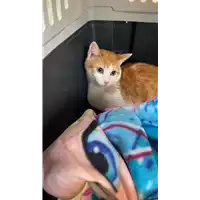 Foto dell\'animale gatto - Matr. 2021/0490 - Microchip 380260044040274