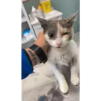 Foto dell\'animale gatto - Matr. 2021/0489 - Microchip 380260044014189