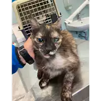 Foto dell\'animale gatto - Matr. 2021/0488 - Microchip 380260044016347