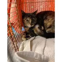 Foto dell\'animale gatto - Matr. 2021/0494 - Microchip 380260044541695