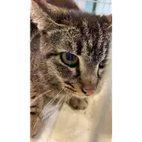 Foto dell\'animale gatto - Matr. 2021/0496 - Microchip 380260044541191