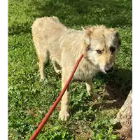 Foto dell\'animale cane - Matr. 2021/0497 - Microchip 380260044541572