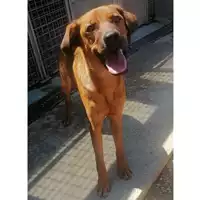 Foto dell\'animale cane - Matr. 2021/0498 - Microchip 380260044544321