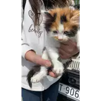 Foto dell\'animale gatto - Matr. 2021/0499 - Microchip 380260044541492
