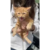 Foto dell\'animale gatto - Matr. 2021/0501 - Microchip 380260044541450