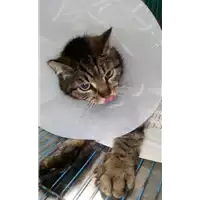 Foto dell\'animale gatto - Matr. 2017/0627 - Microchip 380260043154044