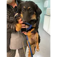 Foto dell\'animale cane - Matr. 2021/0502 - Microchip 380260044541334