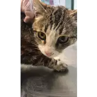 Foto dell\'animale gatto - Matr. 2021/0504 - Microchip 380260044542019