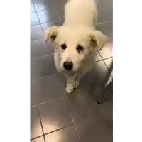 Foto dell\'animale cane - Matr. 2021/0505 - Microchip 380260044541685