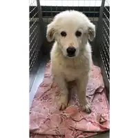 Foto dell\'animale cane - Matr. 2021/0506 - Microchip 380260044541575