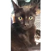 Foto dell\'animale gatto - Matr. 2021/0507 - Microchip 380260044541961