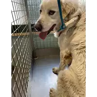 Foto dell\'animale cane - Matr. 2021/0511 - Microchip 380260002783923