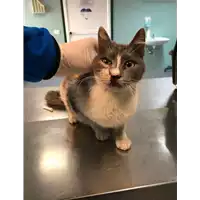 Foto dell\'animale gatto - Matr. 2021/0510 - Microchip 380260044541719
