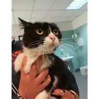 Foto dell\'animale gatto - Matr. 2021/0512 - Microchip 