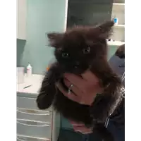 Foto dell\'animale gatto - Matr. 2021/0513 - Microchip 380260044280677