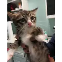 Foto dell\'animale gatto - Matr. 2021/0514 - Microchip 380260044541507