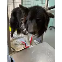 Foto dell\'animale cane - Matr. 2021/0517 - Microchip 380260042903249