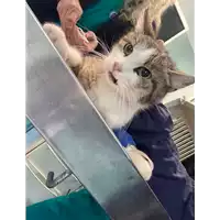 Foto dell\'animale gatto - Matr. 2021/0518 - Microchip 380260044280624