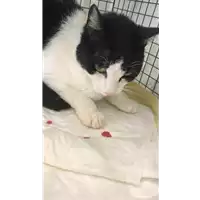 Foto dell\'animale gatto - Matr. 2021/0525 - Microchip 380260044281321