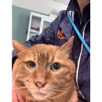 Foto dell\'animale gatto - Matr. 2021/0528 - Microchip 380260044280458