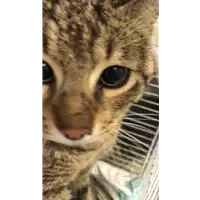 Foto dell\'animale gatto - Matr. 2021/0522 - Microchip 380260044278841