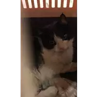Foto dell\'animale gatto - Matr. 2021/0524 - Microchip 380260044278727