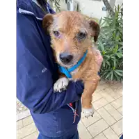 Foto dell\'animale cane - Matr. 2021/0530 - Microchip 380260044281381
