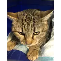 Foto dell\'animale gatto - Matr. 2021/0477 - Microchip 380260044542224