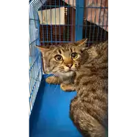 Foto dell\'animale gatto - Matr. 2021/0535 - Microchip 380260044281256