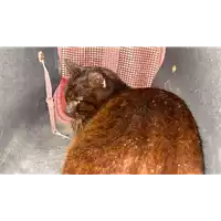 Foto dell\'animale gatto - Matr. 2021/0536 - Microchip 380260044281155