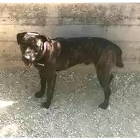 Foto dell\'animale cane - Matr. 2021/0542 - Microchip 380260043534810