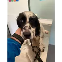 Foto dell\'animale cane - Matr. 2021/0545 - Microchip 380260002498874