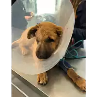 Foto dell\'animale cane - Matr. 2021/0548 - Microchip 380260044541872