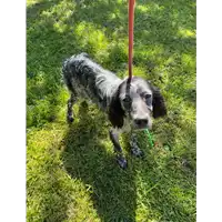 Foto dell\'animale cane - Matr. 2021/0552 - Microchip 380260044541880