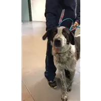 Foto dell\'animale cane - Matr. 2021/0553 - Microchip 380260044542046