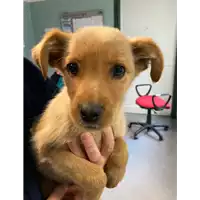 Foto dell\'animale cane - Matr. 2021/0555 - Microchip 380260044550653