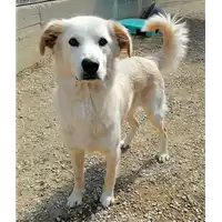 Foto dell\'animale cane - Matr. 2021/0557 - Microchip 380260043723672