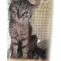 Foto dell\'animale gatto - Matr. 2017/0629 - Microchip 380260043150427