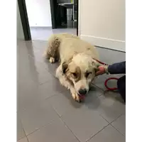 Foto dell\'animale cane - Matr. 2021/0560 - Microchip 380260044550741