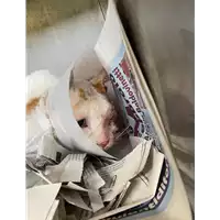 Foto dell\'animale gatto - Matr. 2021/0567 - Microchip 380260044551886