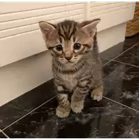 Foto dell\'animale gatto - Matr. 2021/0570 - Microchip 380260044550208